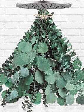 New 12 Pcs Large Dried Eucalyptus & Silver Dollar Leaves Bundle